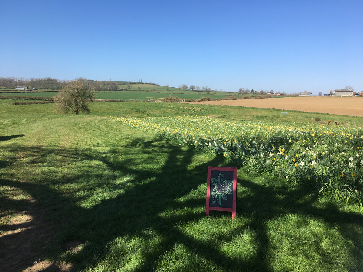Runny Honey pollen, vitamins, nutrients & enzymes preserved Tagged