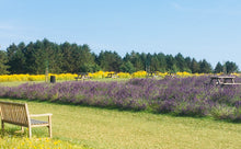 Load image into Gallery viewer, Cotswold Honey with Cotswold Lavender individual jar 227g
