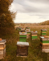 Wooden beehives in a grass field bordered by trees. Lids weighted down with bricks.
