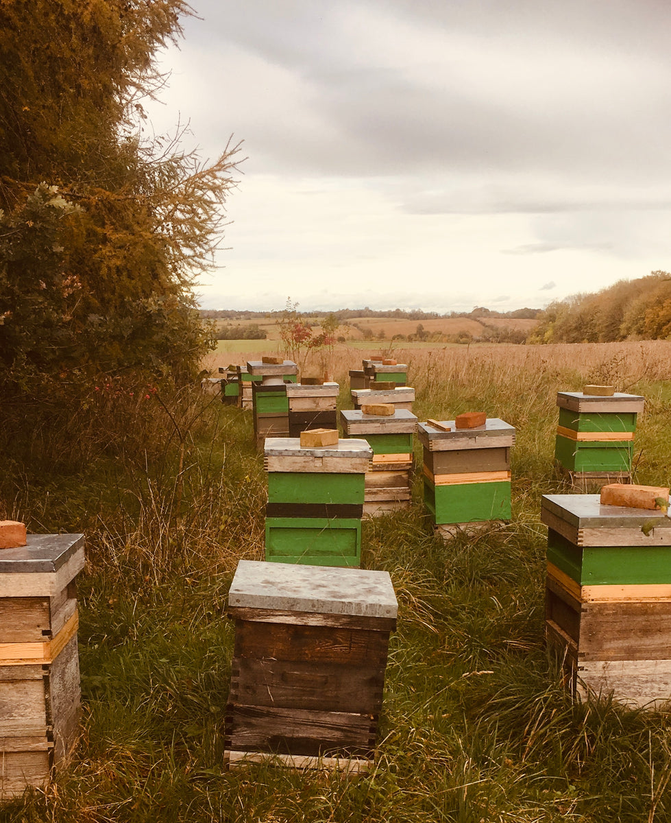 Wooden beehives in a grass field bordered by trees. Lids weighted down with bricks.